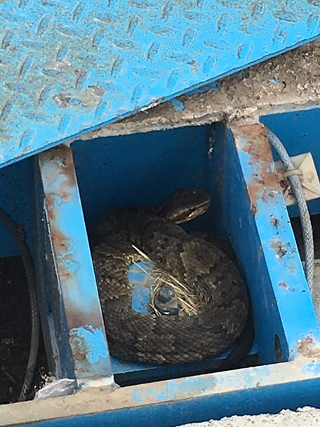 Snake found hiding inside the junction box of a truck scale in Houston, Texas