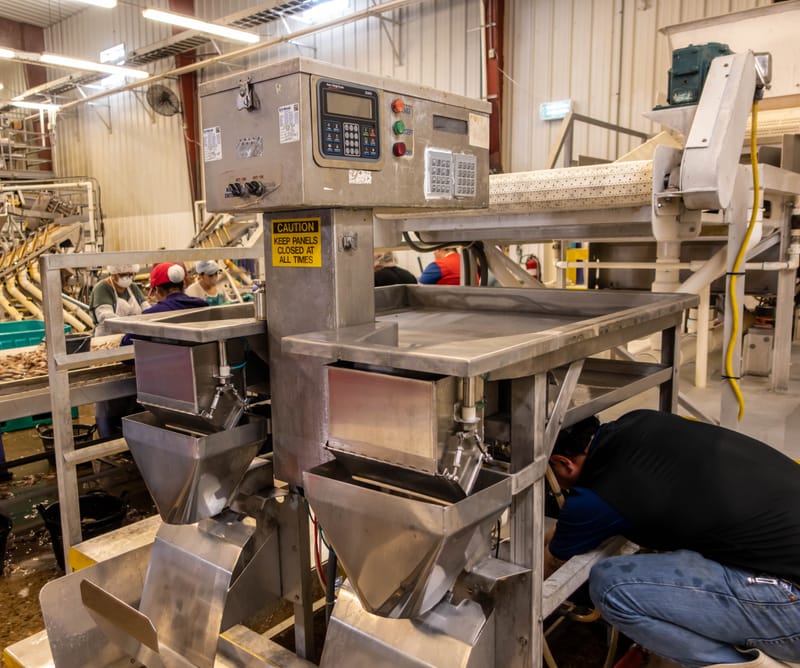 Workers operating machinery in an industrial processing facility with conveyor systems