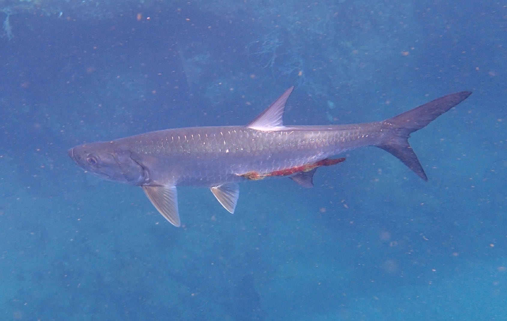 Large Tarpon fish swimming in Tobago waters