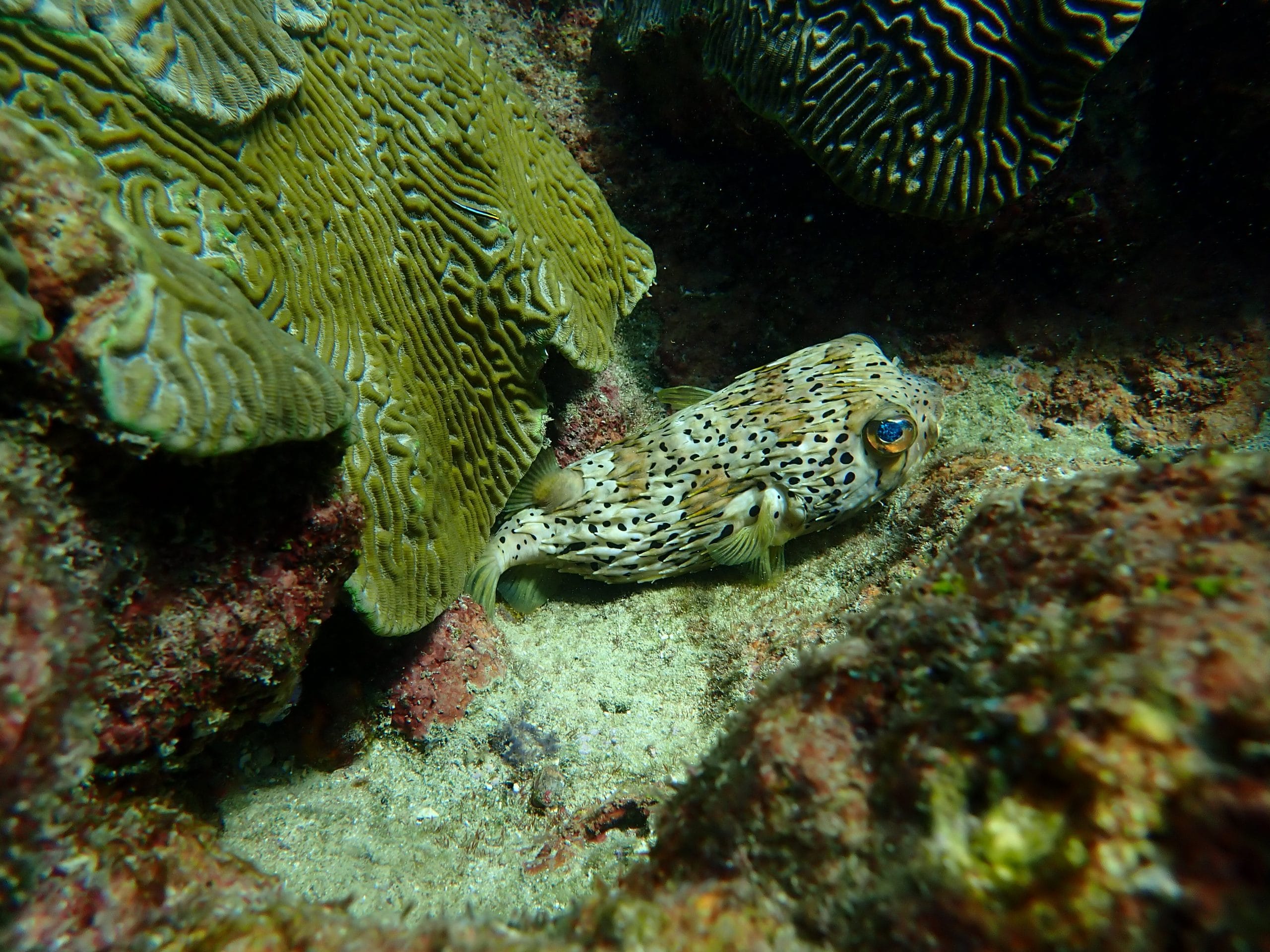 A pufferfish camouflaged among corals in an underwater setting.
