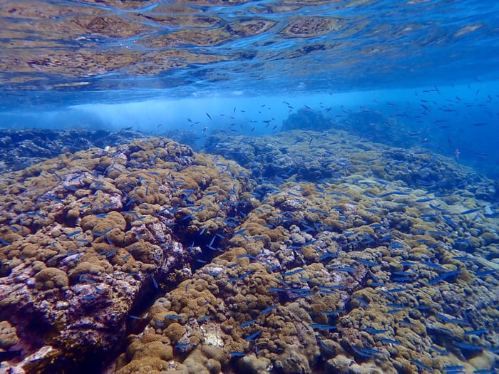 Snorkeling at Arnos Vale and Mt Irvine reef in Tobago