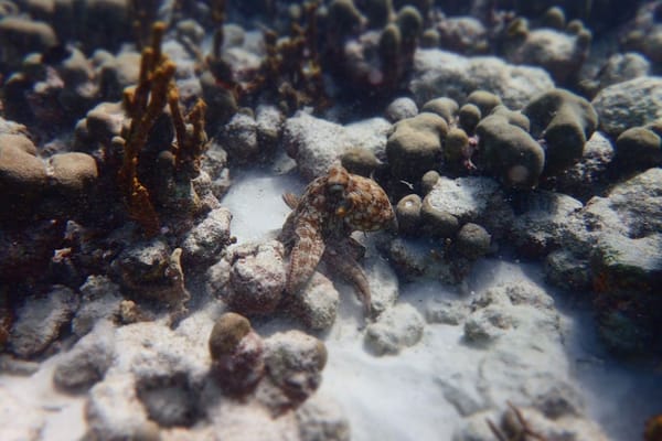 Snorkelling in the beautiful waters of Tobago