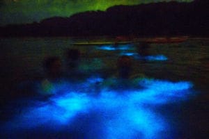 Bioluminescence tour in Tobago showing glowing plankton in the water