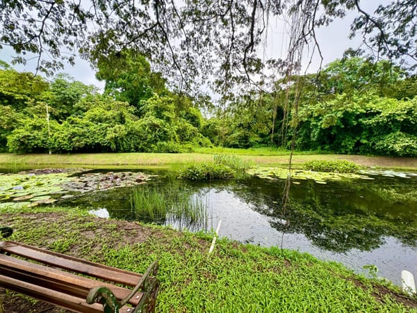 Tranquil lily pond view from Villa 50 Samaan Grove